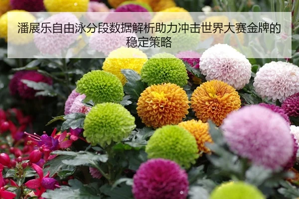 潘展乐自由泳分段数据解析助力冲击世界大赛金牌的稳定策略 - 8868 SPORTS
